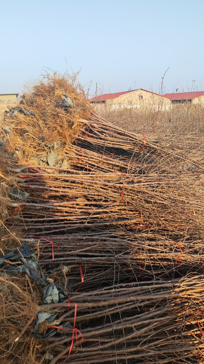 王林苹果树苗，乔化王林苹果树苗，矮化中间砧王林苹果树苗
