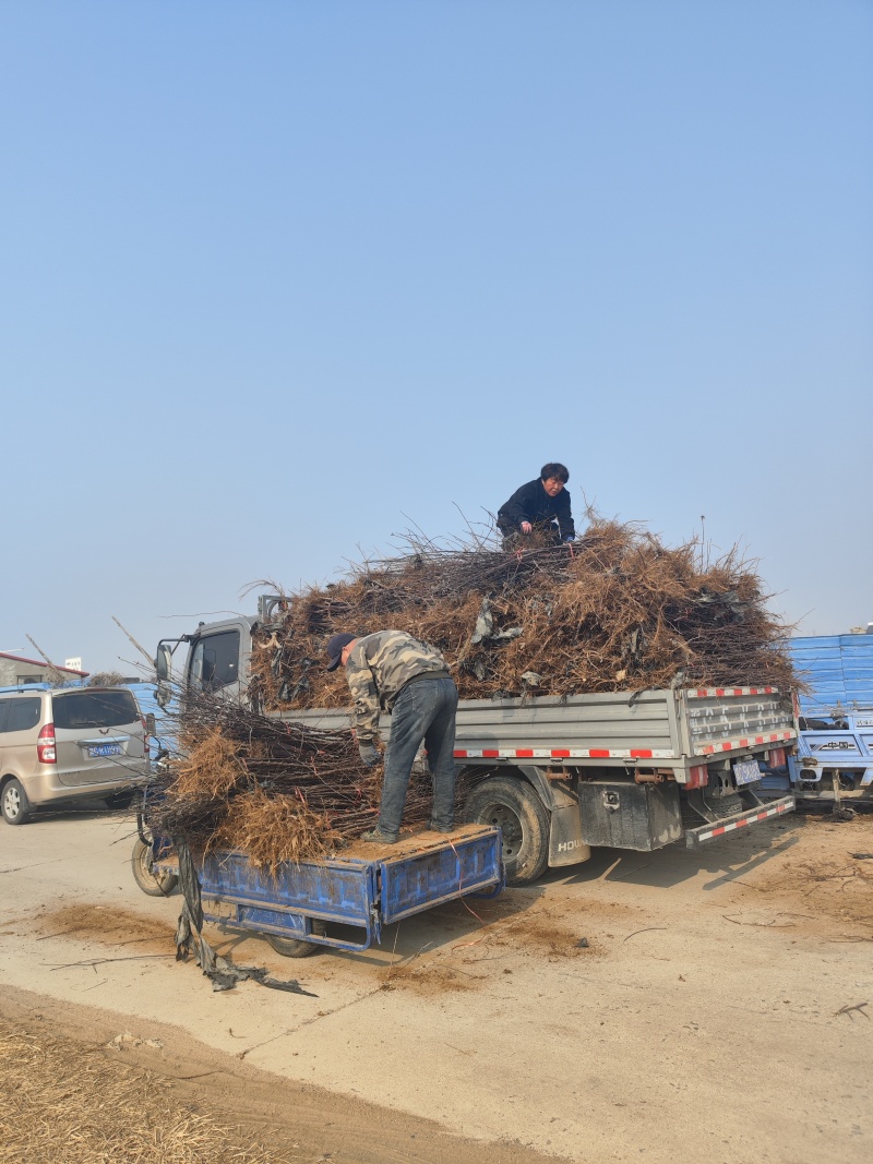 王林苹果树苗，乔化王林苹果树苗，矮化中间砧王林苹果树苗