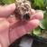 菜花苗松花菜苗白菜花苗花菜苗有机菜花苗