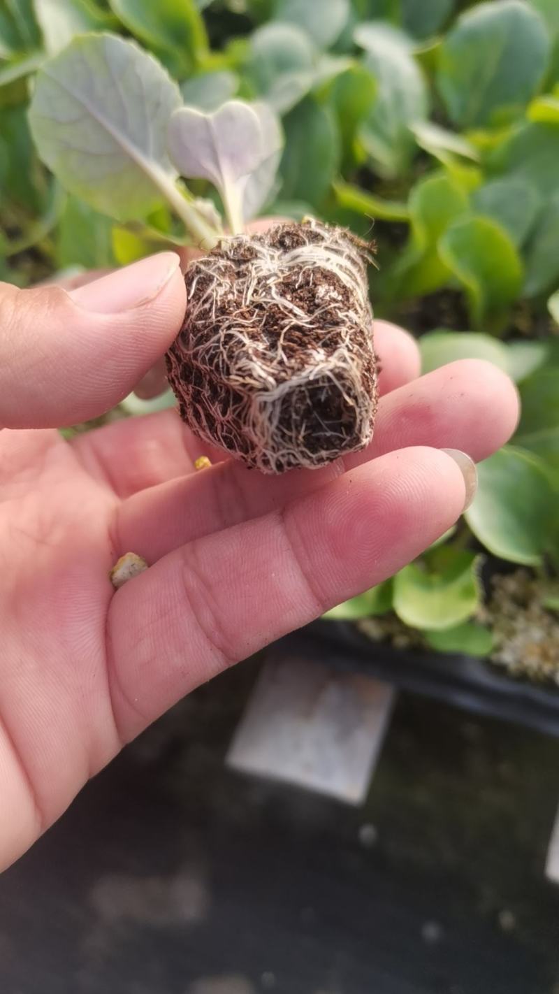菜花苗松花菜苗白菜花苗花菜苗有机菜花苗