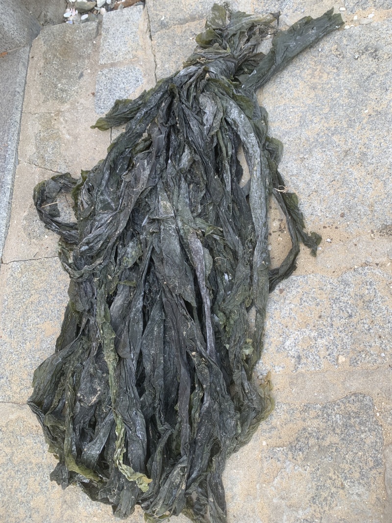 新海带上市