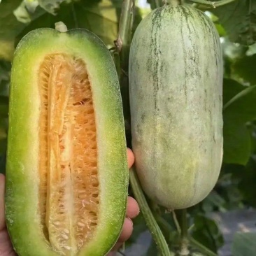 博洋73吉糖金兰花美人大黄冰糖脆冰糖蜜星甜二十暖棚头茬