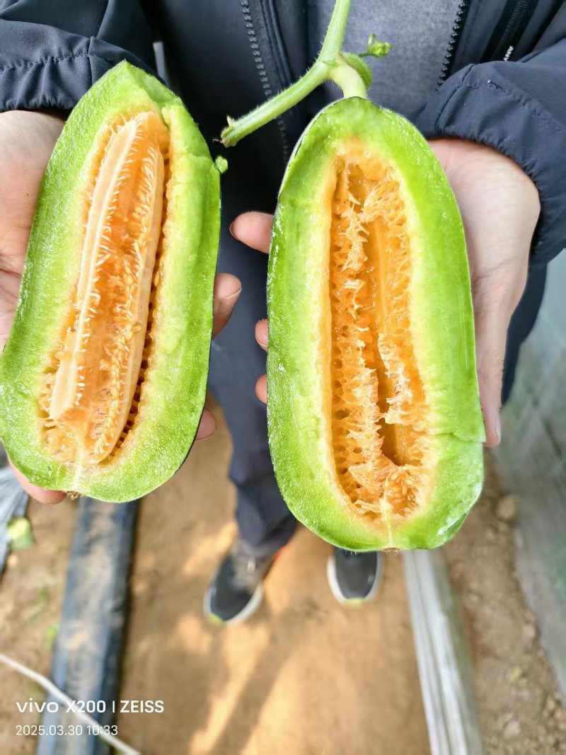 博洋73吉糖金兰花美人大黄冰糖脆冰糖蜜星甜二十暖棚头茬