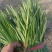 路地红根头刀小叶韭菜
