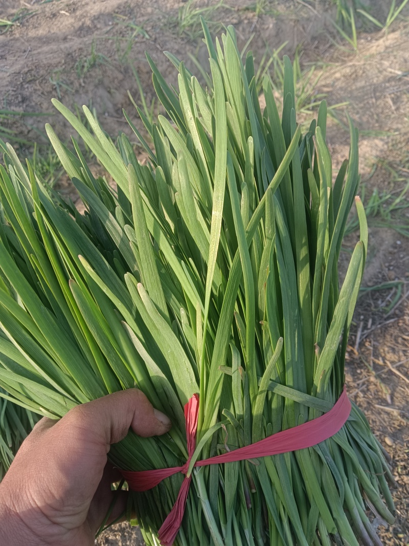 路地红根头刀小叶韭菜