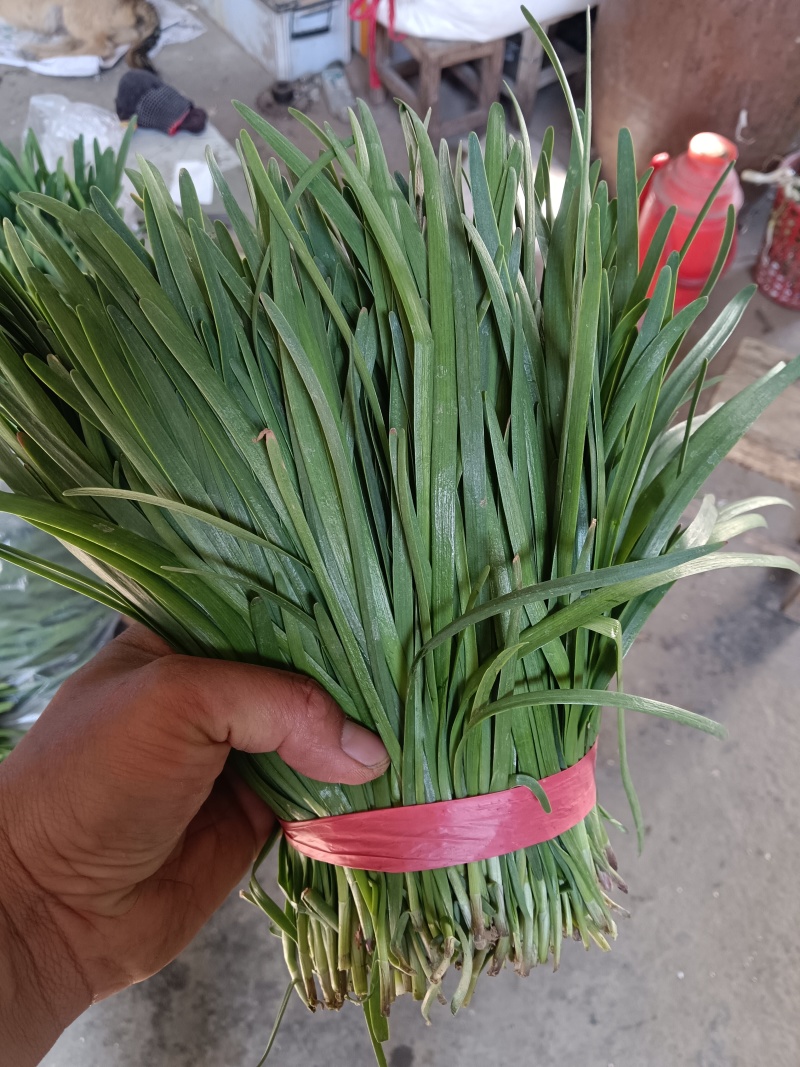 路地红根头刀小叶韭菜