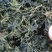 江南特产秧草干，金花菜干，草头干大量供应