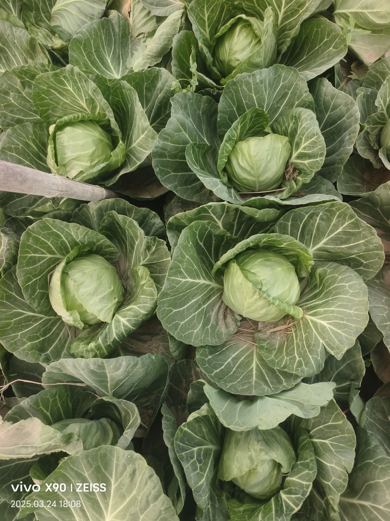 【河北甘蓝】邯郸甘蓝/精选甘蓝/河北圆包菜/电商超市
