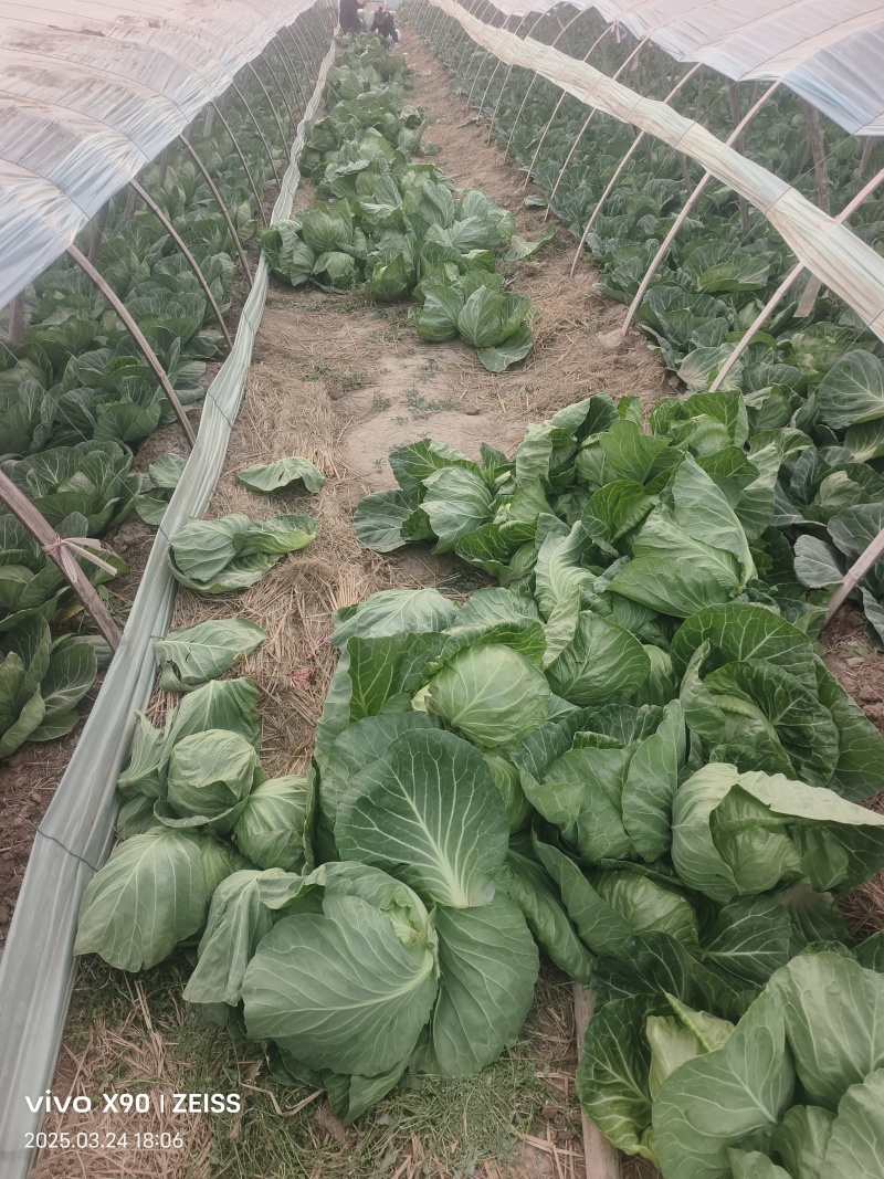【河北甘蓝】邯郸甘蓝/精选甘蓝/河北圆包菜/电商超市