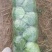 【河北甘蓝】邯郸甘蓝/精选甘蓝/河北圆包菜/电商超市