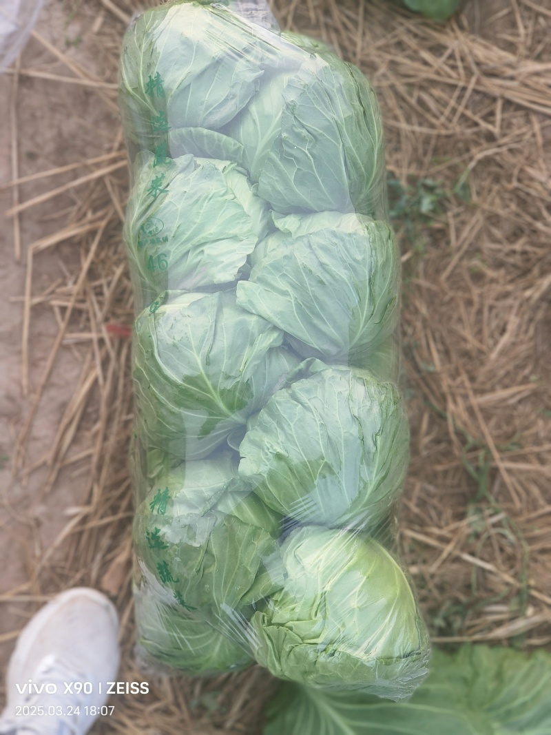 【河北甘蓝】邯郸甘蓝/精选甘蓝/河北圆包菜/电商超市