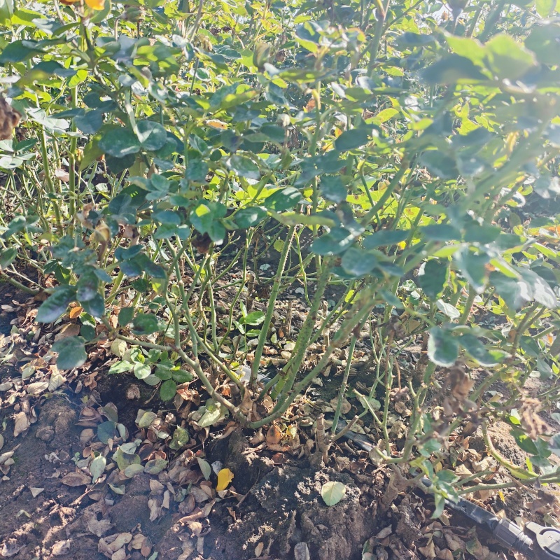 大花/丰花月季裸根苗
