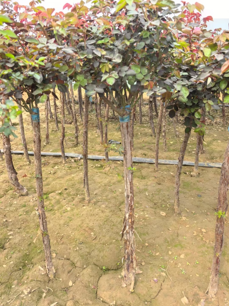 3公分树状月季（容器苗）