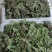 荠菜野生现挖现发3-5月11月有货长期有效