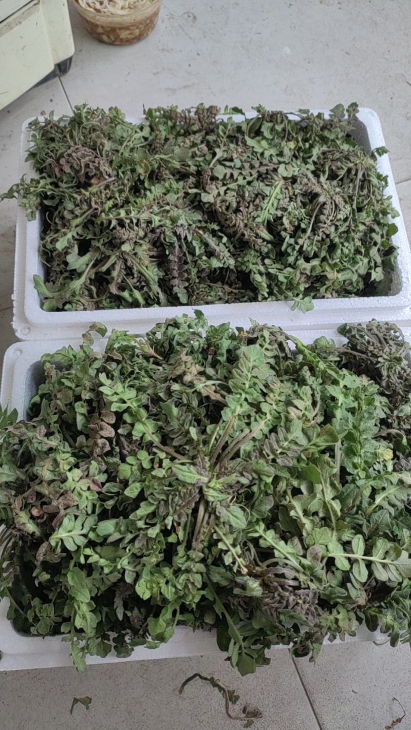 荠菜野生现挖现发3-5月11月有货长期有效