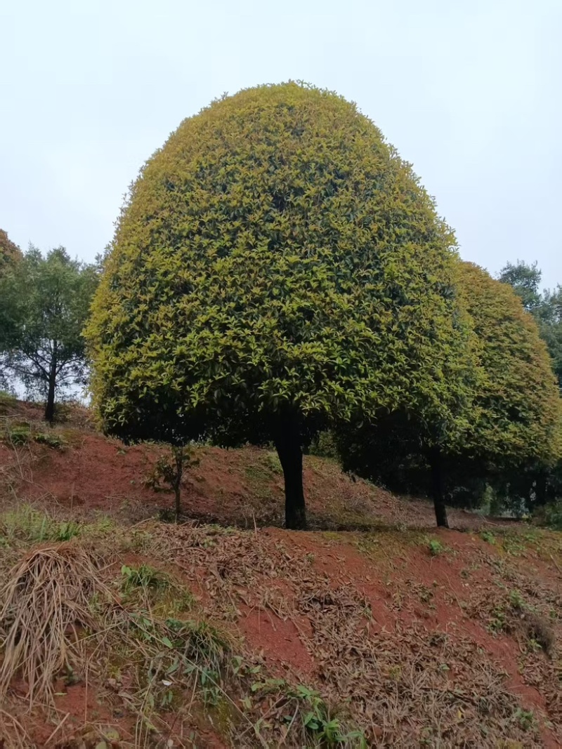 精品4-5米冠18-20公分桂花树