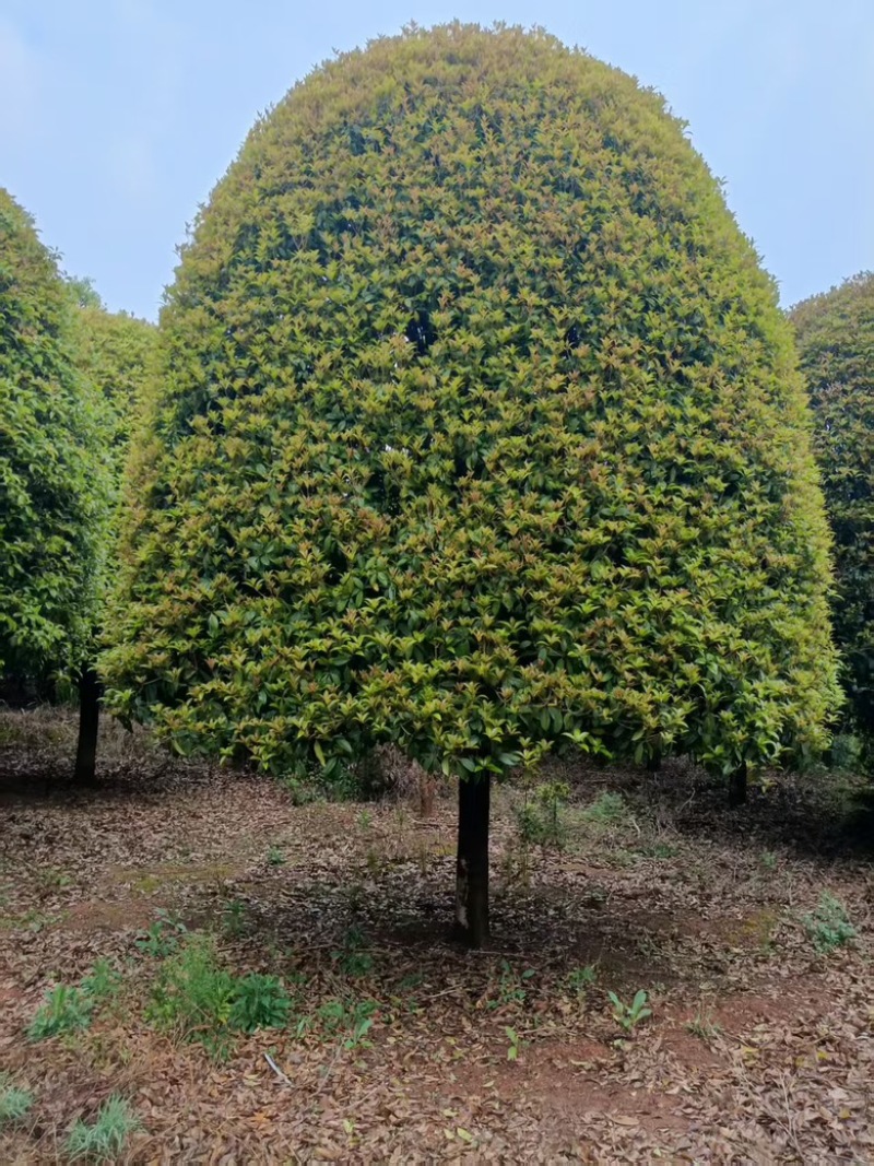 精品4-5米冠18-20公分桂花树