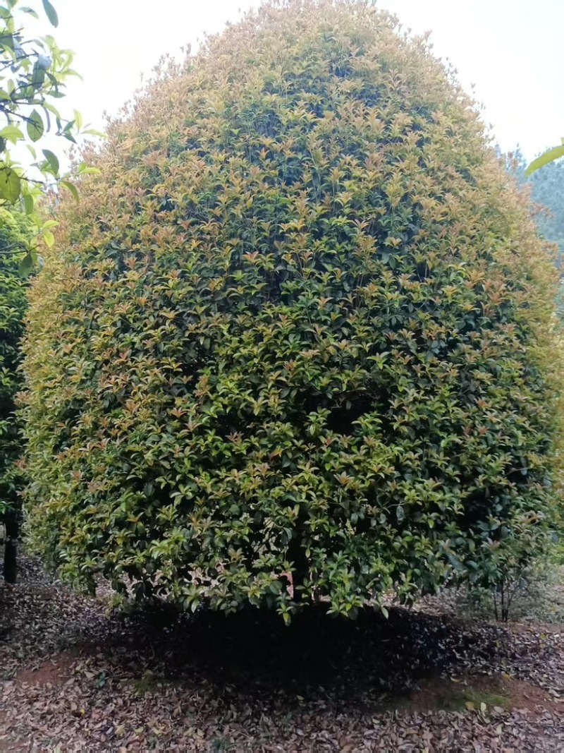 精品4-5米冠18-20公分桂花树