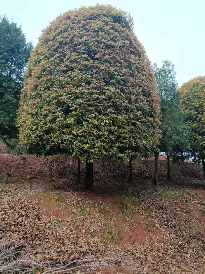 精品4-5米冠18-20公分桂花树
