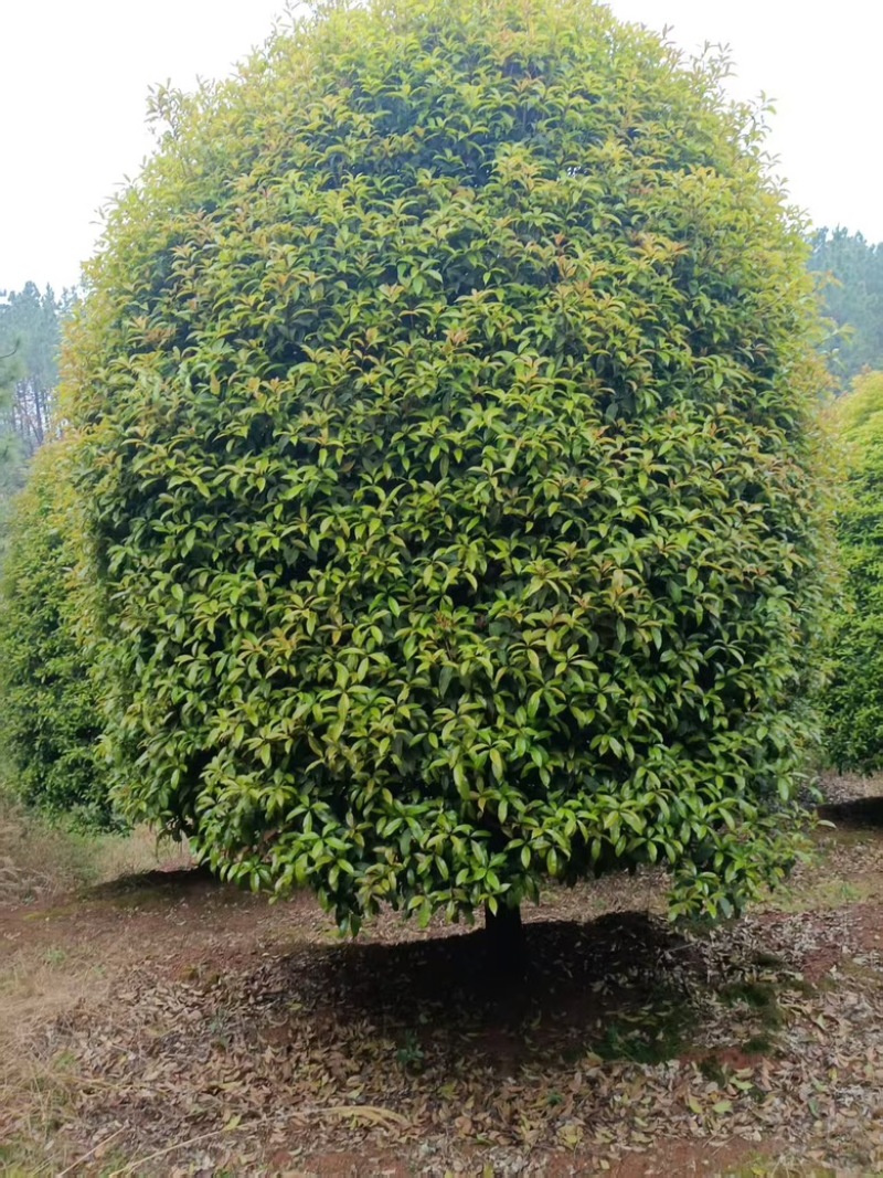 精品4-5米冠18-20公分桂花树