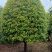 精品4-5米冠18-20公分桂花树