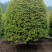 精品4-5米冠18-20公分桂花树