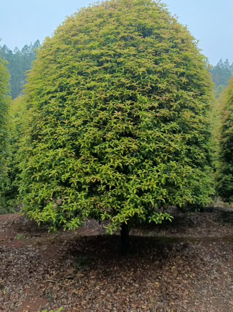 精品4-5米冠18-20公分桂花树