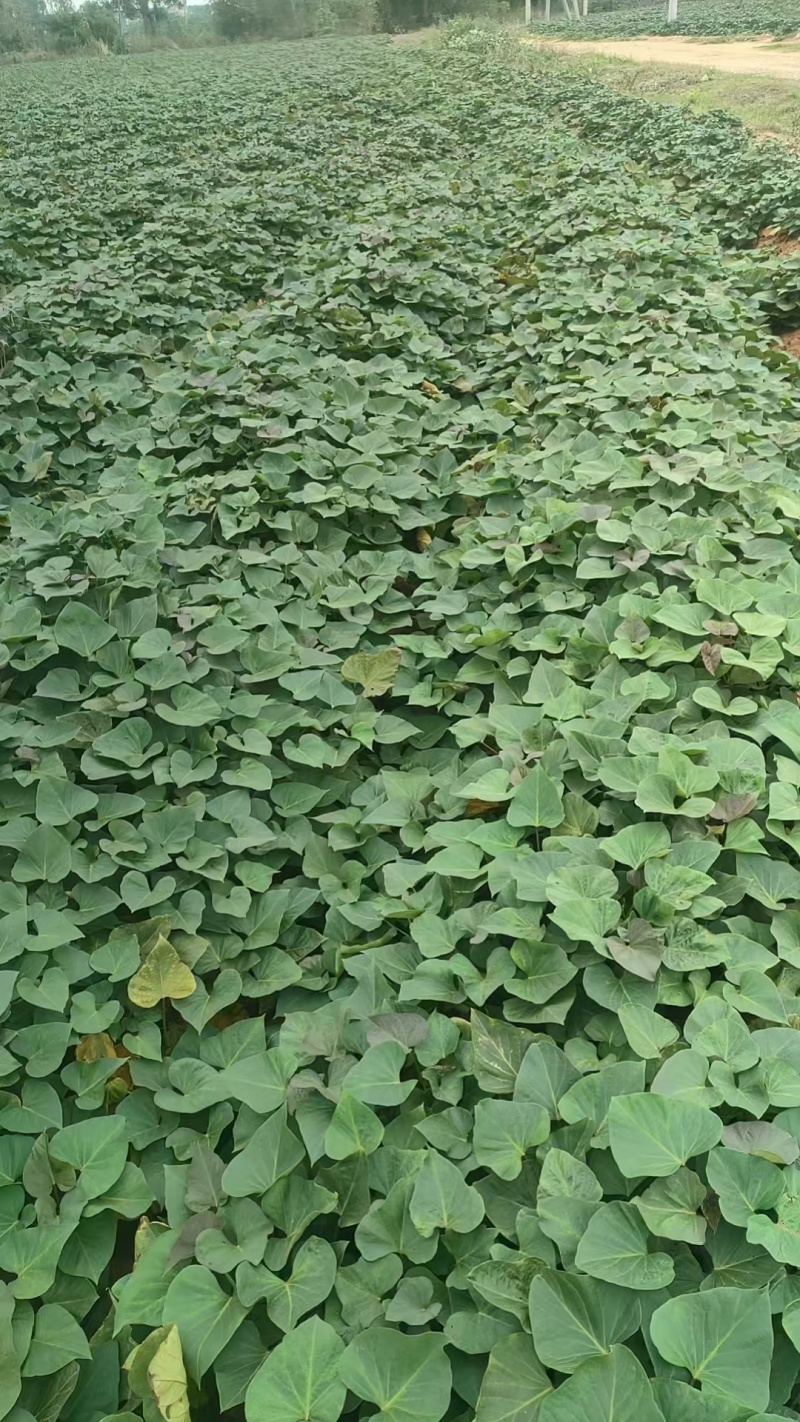千亩各种脱毒红薯苗质量保，发货强国，企业号码备注