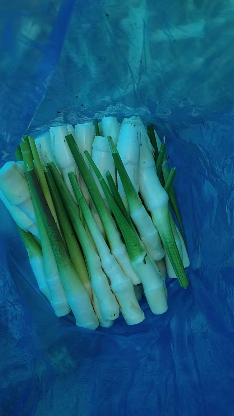 茭白，电商，精品可持续供应，欢迎现场看货