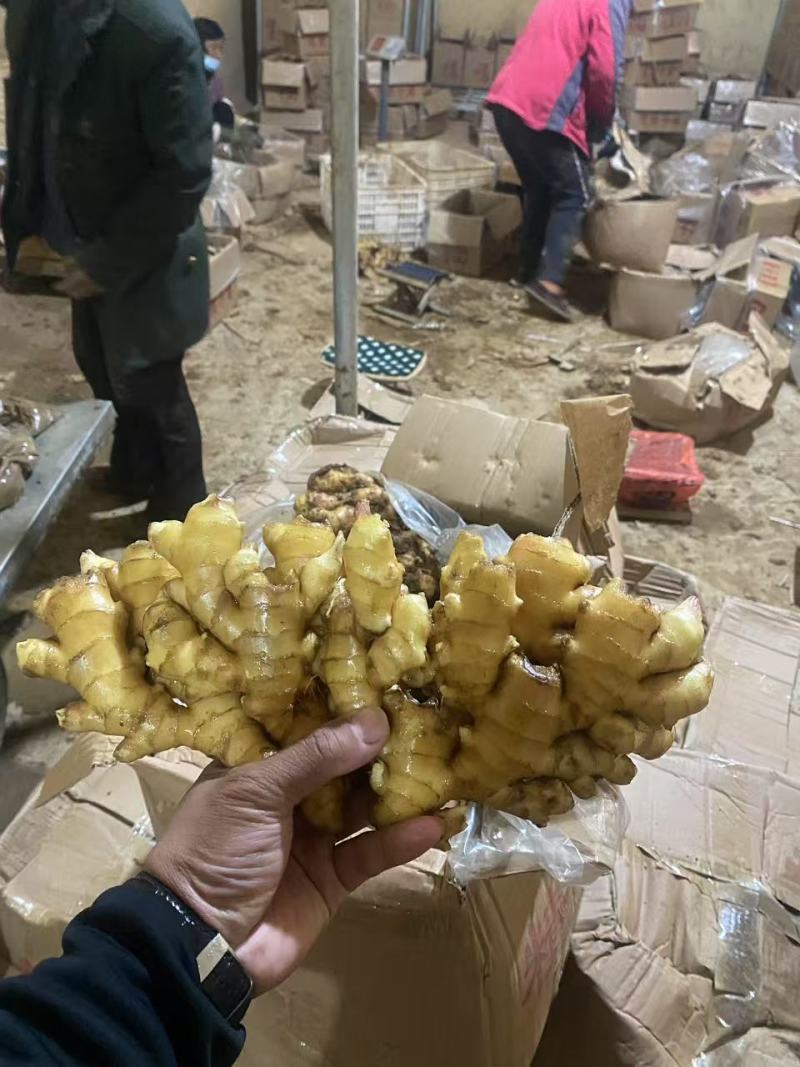 山东姜种亩产过万大黄姜姜种小黄姜姜种湖南二号姜种贵州二号