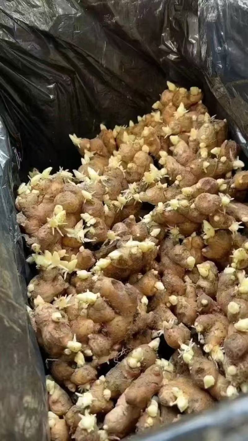 山东姜种亩产过万大黄姜姜种小黄姜姜种湖南二号姜种贵州二号