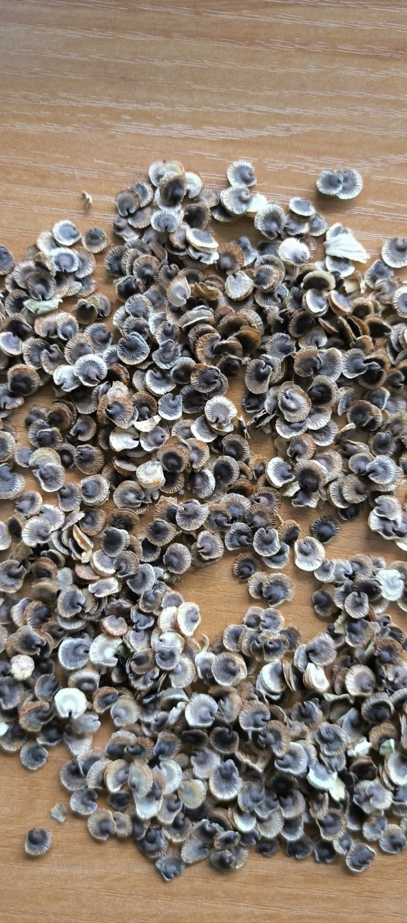 精品蜀葵子蜀葵花