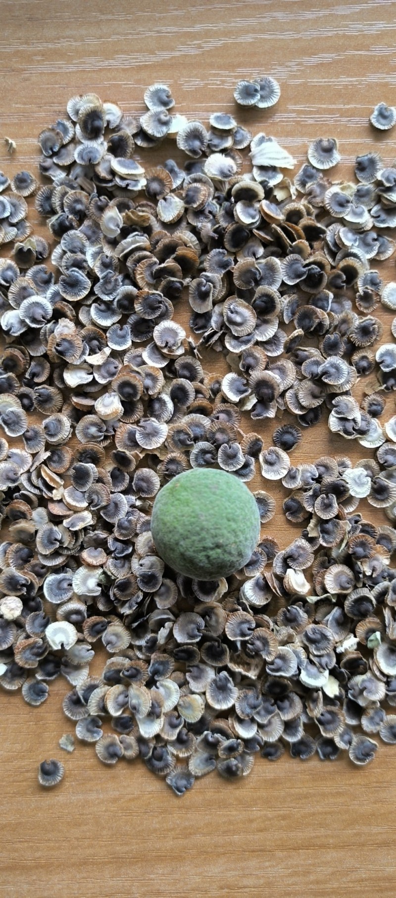 精品蜀葵子蜀葵花