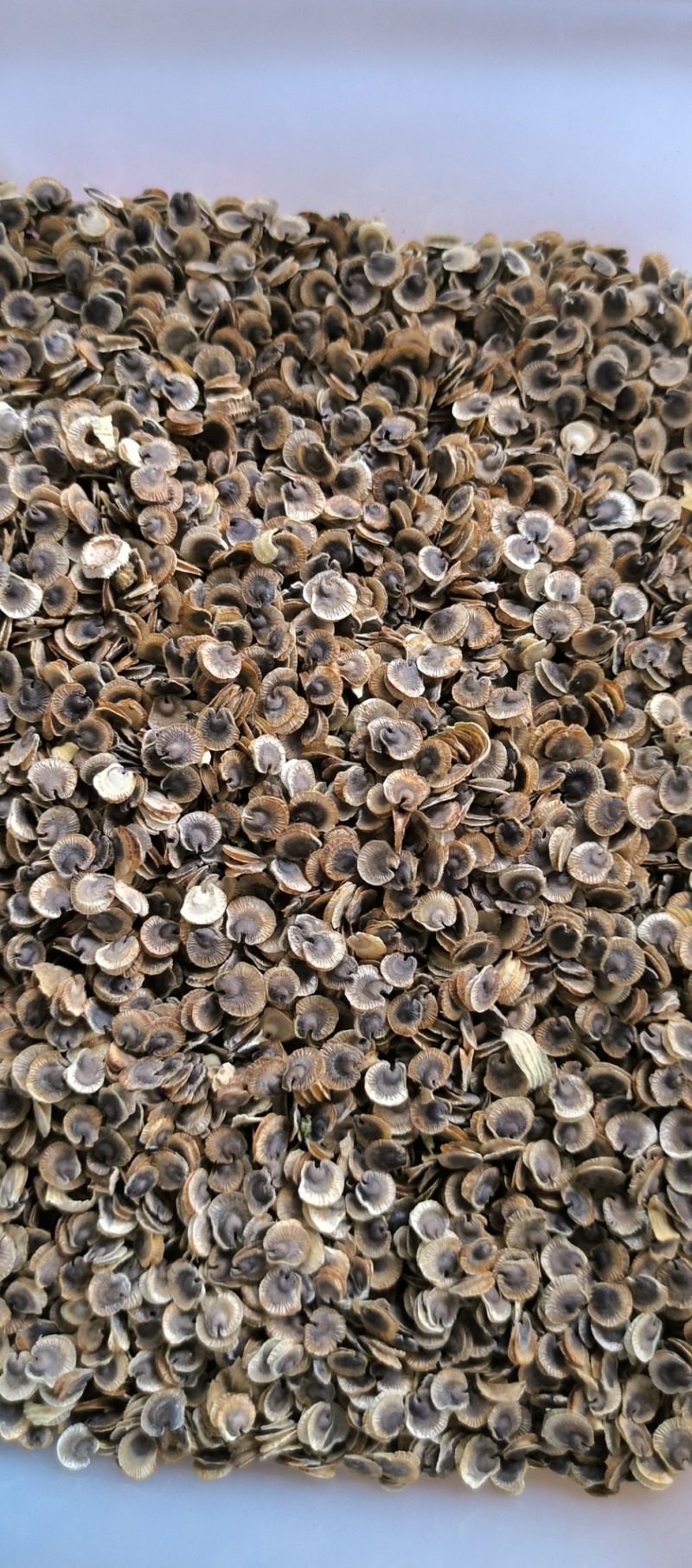 精品蜀葵子蜀葵花