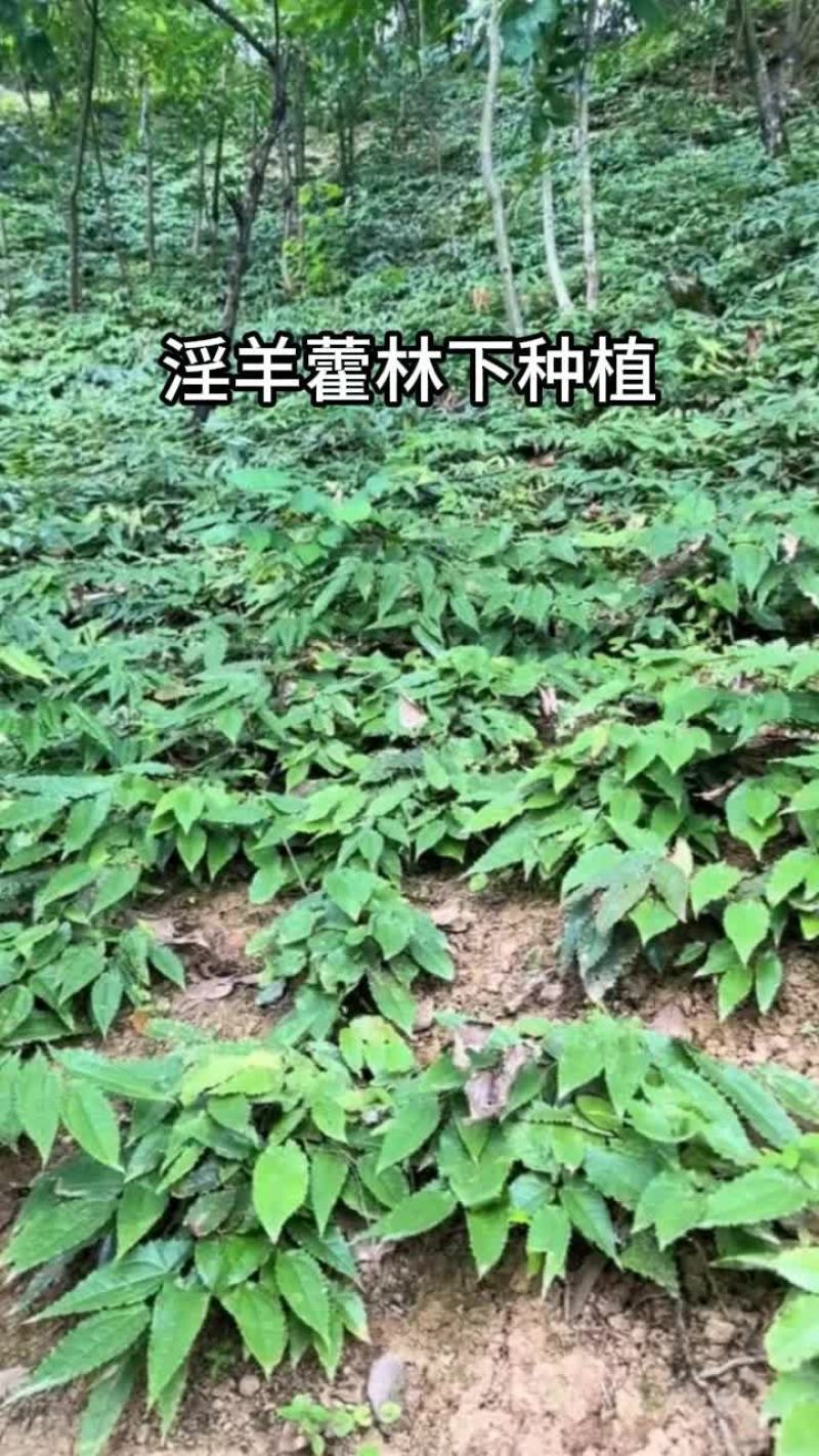 甘肃高含量小圆叶淫羊藿三支九叶草高萌发淫羊藿