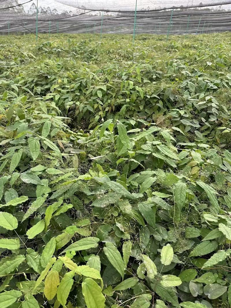 甘肃高含量小圆叶淫羊藿三支九叶草高萌发淫羊藿