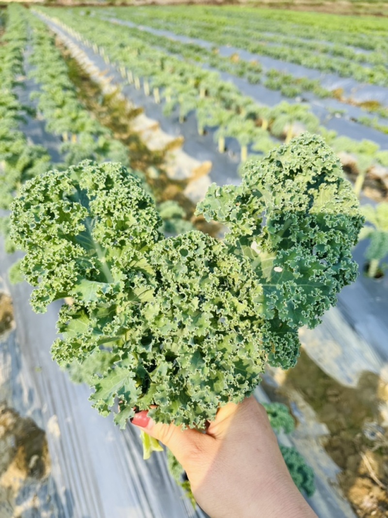 新鲜采摘羽衣甘蓝，健康好选择，营养丰富助力美味餐桌！