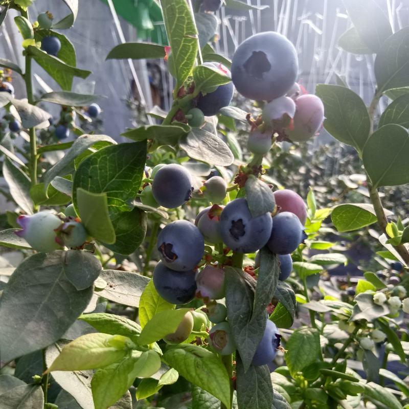 山东优质蓝莓大量上市，产地一手货源，量大从优，欢迎采购