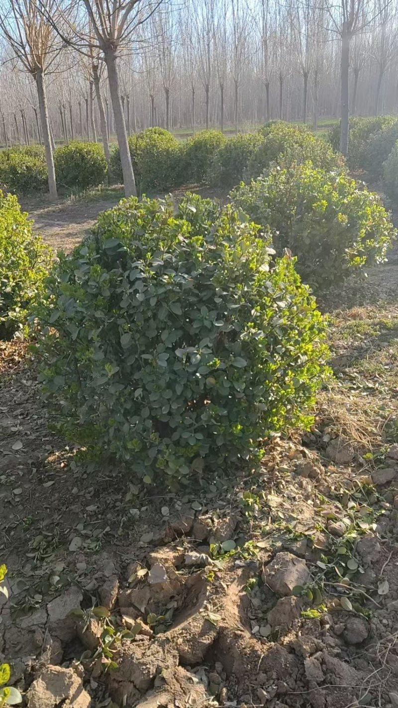 卫矛球胶东卫矛球精品卫毛球