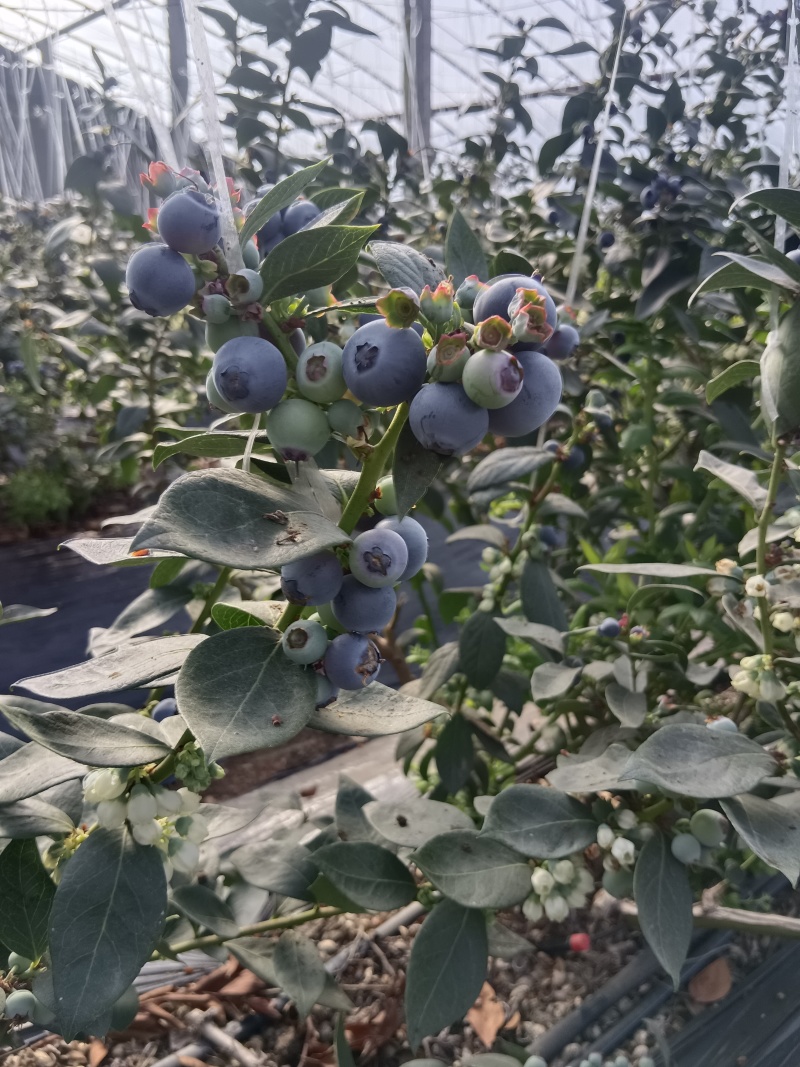 山东优质蓝莓大量上市，产地一手货源，量大从优，欢迎采购