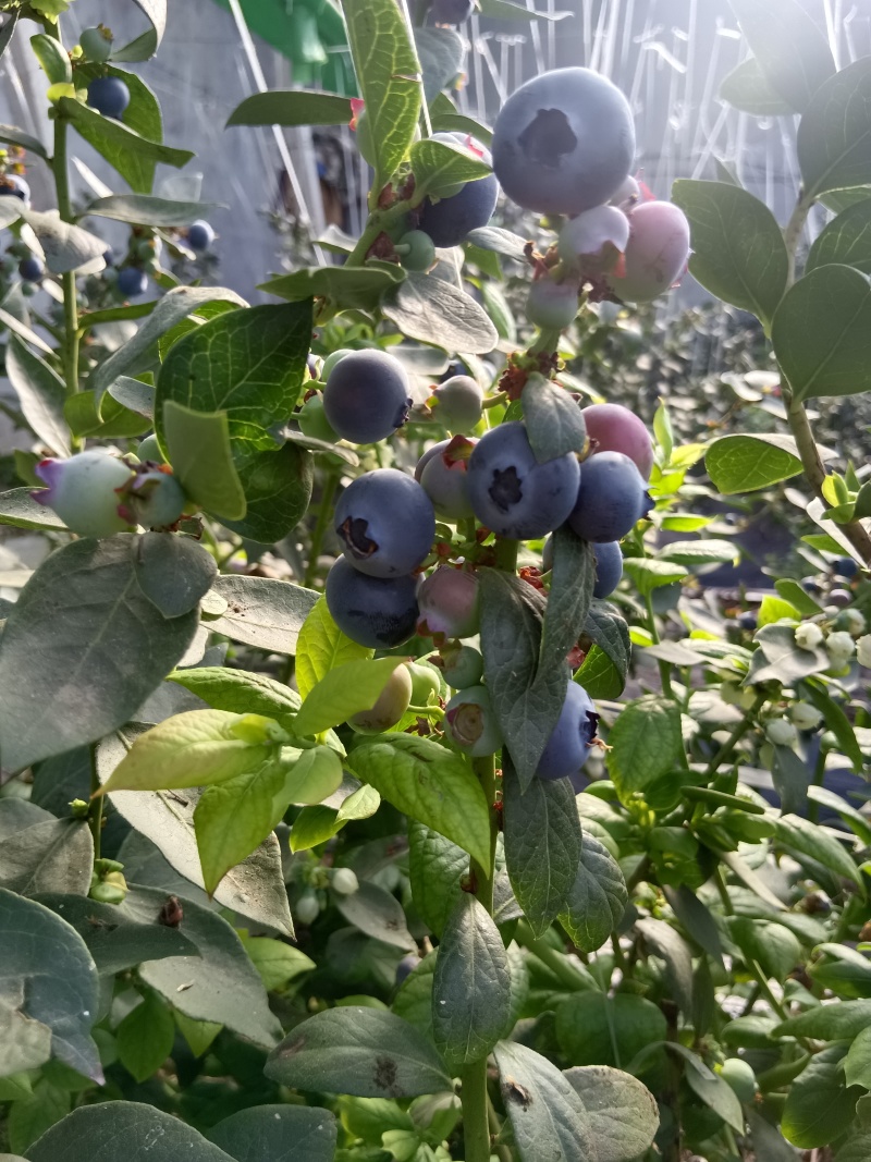 山东优质蓝莓大量上市，产地一手货源，量大从优，欢迎采购
