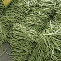 山东豆王一手货源新鲜采摘保质保量量大优惠