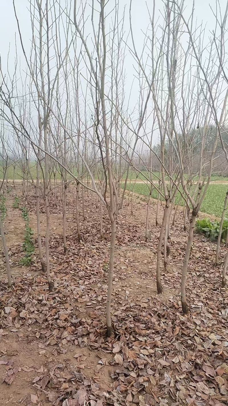 柿子树/安徽砀山发货/产地直发/自家东西/欢迎联系