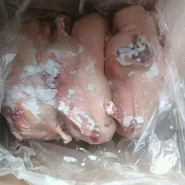 半片鸭二级