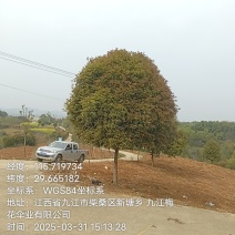 桂花树
