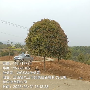 桂花树