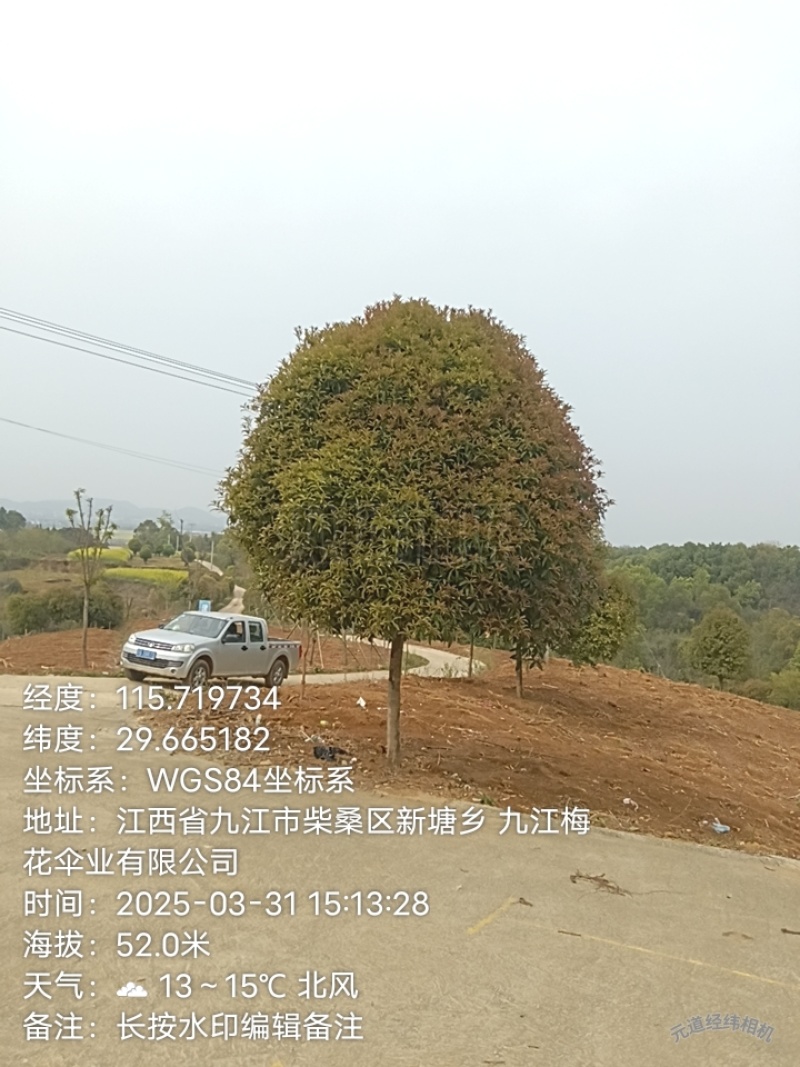 桂花树