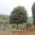 桂花树