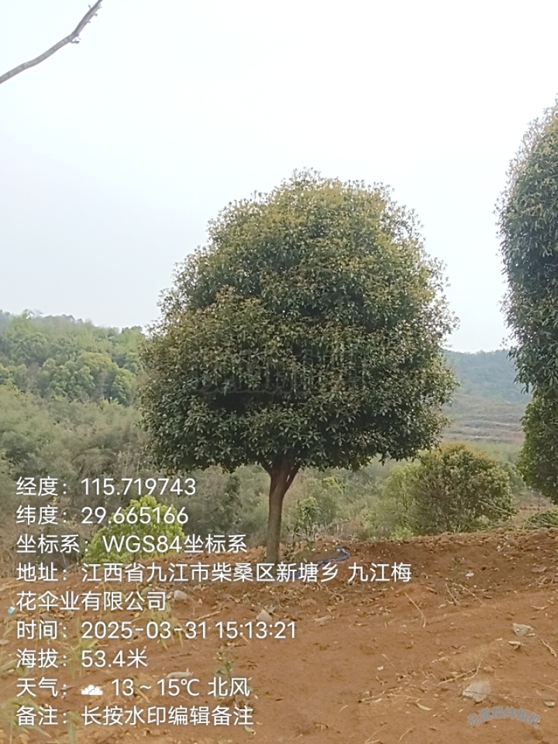 桂花树