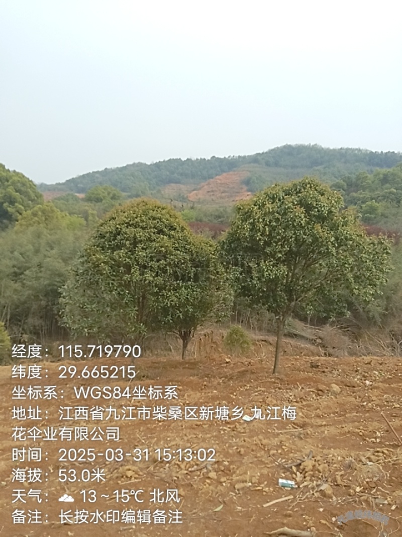 桂花树
